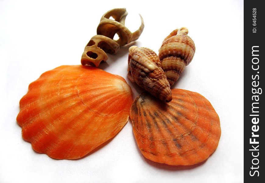 Cockle-shells isolated on white background