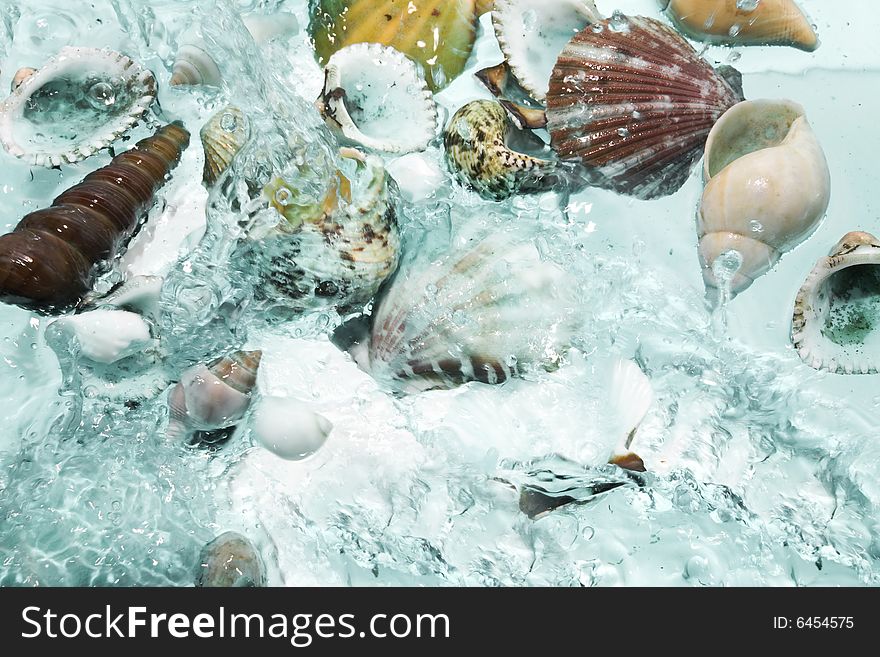 Close up view of different kind of shells on splashing water background