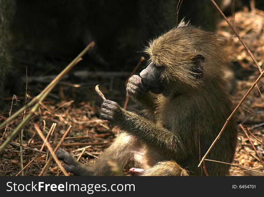 Little Monkey Eating