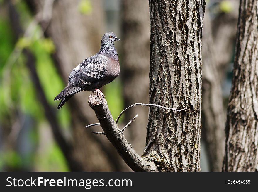 Pigeon On The Branch.