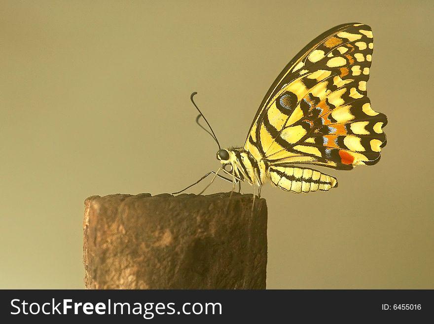 Single butterfly at rest on a tree stump