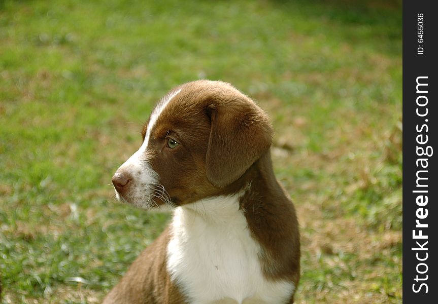 Brown and white dog - puppy. Brown and white dog - puppy