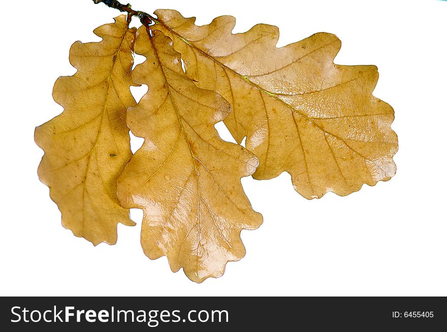 Autumn oak twig with leaves on white