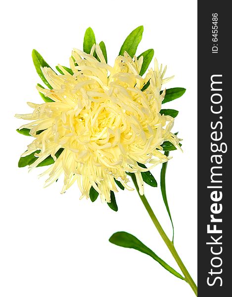 Pale yellow asterisolated on white background