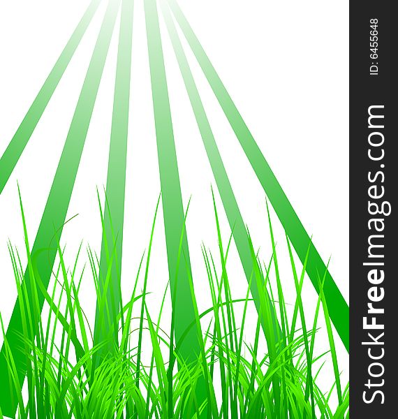 Green grass in the light, vector illustration