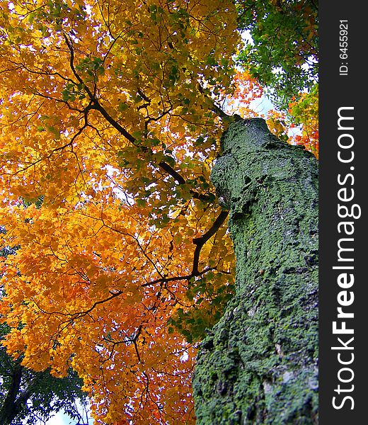 The Ceiling of an Autumn forest. The Ceiling of an Autumn forest