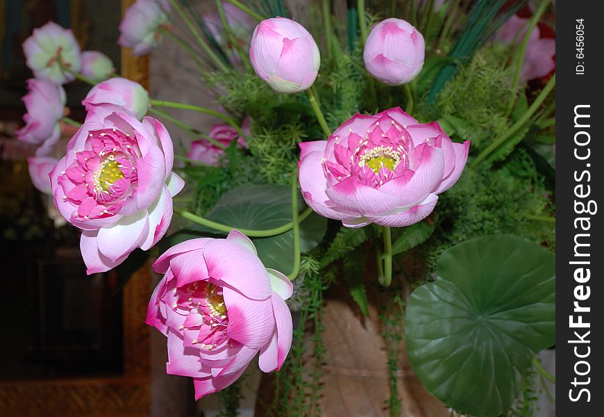 Lotuses in a buddhistic temple, Thailand