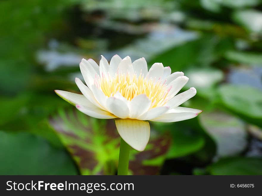 Beautiful white water lily (lotus)
