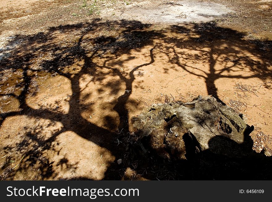 Branches shadows on red earth