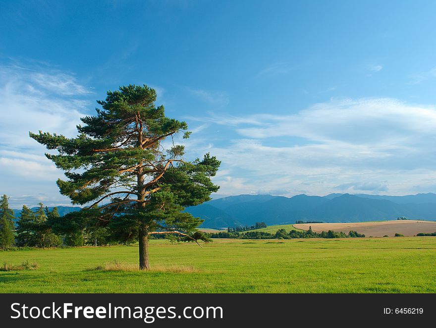 Summer day with pine tree in foreground. Summer day with pine tree in foreground