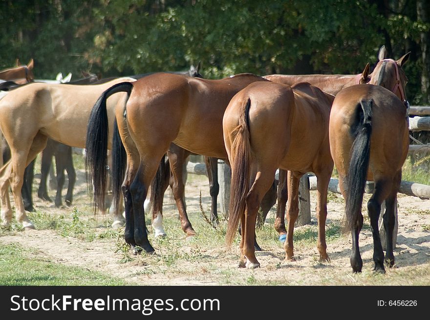 Horses standing by wooden fence. Horses standing by wooden fence