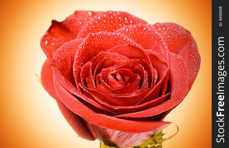 Red rose with water drops on color background.