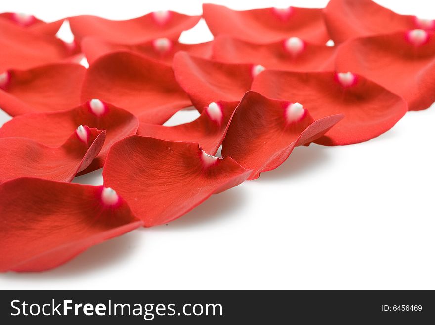 Beautiful red roses petals on white