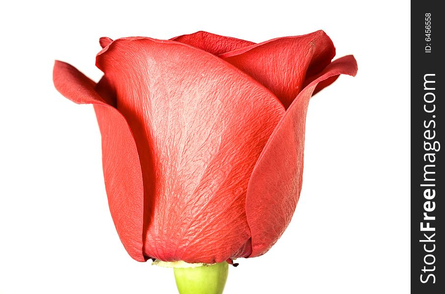 Red rose isolated on white background.