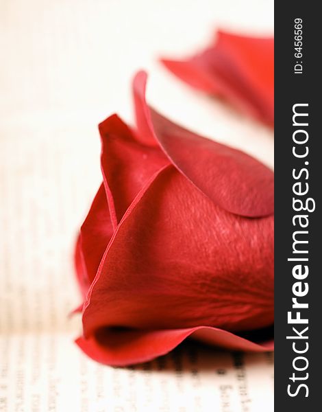 Beautiful red rose on book. Beautiful red rose on book