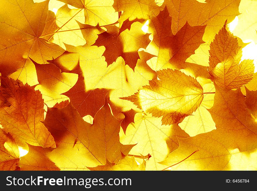 Yellow Autumn Leaves Closeup Background. Yellow Autumn Leaves Closeup Background