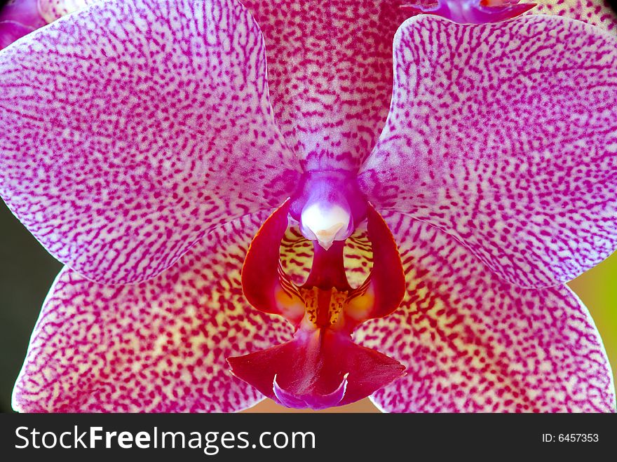Detail of purple orchid flower