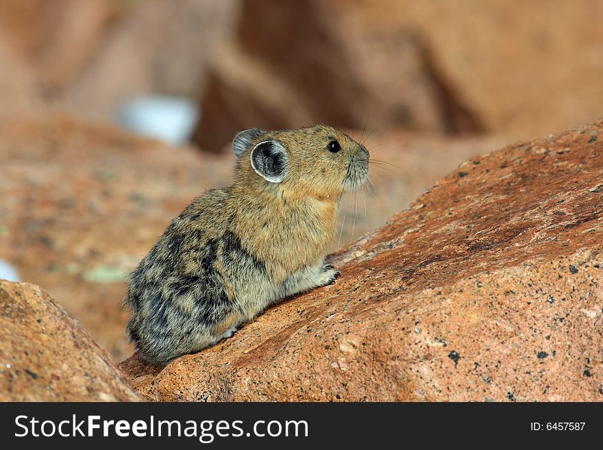 Pika sitting still on a rock watching for danger