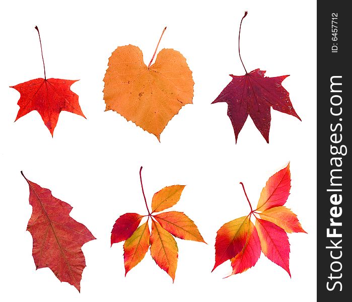 Composite Photo Of Various Autumn Leaves
