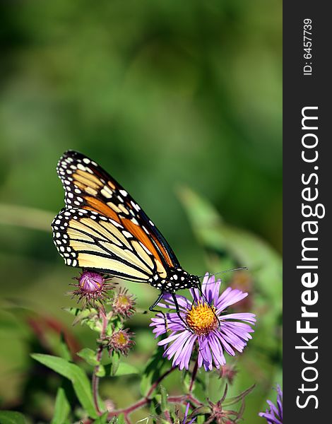 Monarch butterfly  (Limenitis archippus) on the flower