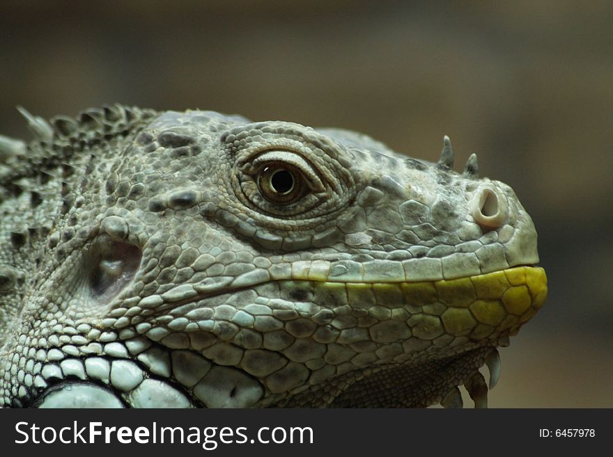 Close up of the iguana's head.