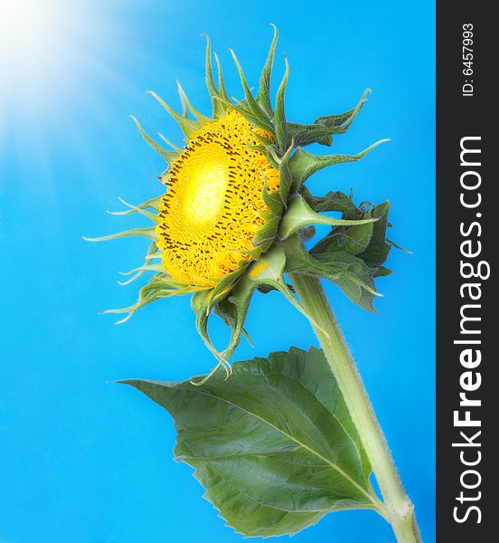 Sunflower against the blue solar sky. Sunflower against the blue solar sky