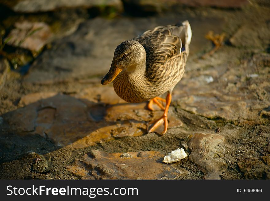 Flirty duck looking at the viewer, almost asking if she may take piece of bread, laying in front of her. Flirty duck looking at the viewer, almost asking if she may take piece of bread, laying in front of her