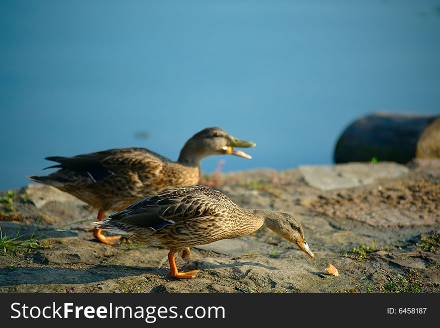 Two ducks, turned in profile to the viewer, with water in background are feeding on pieces of bread. Two ducks, turned in profile to the viewer, with water in background are feeding on pieces of bread