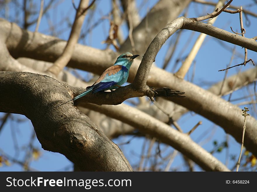 Abyssinian Roller, Coracias abyssinica photographed in Gambia, West Africa