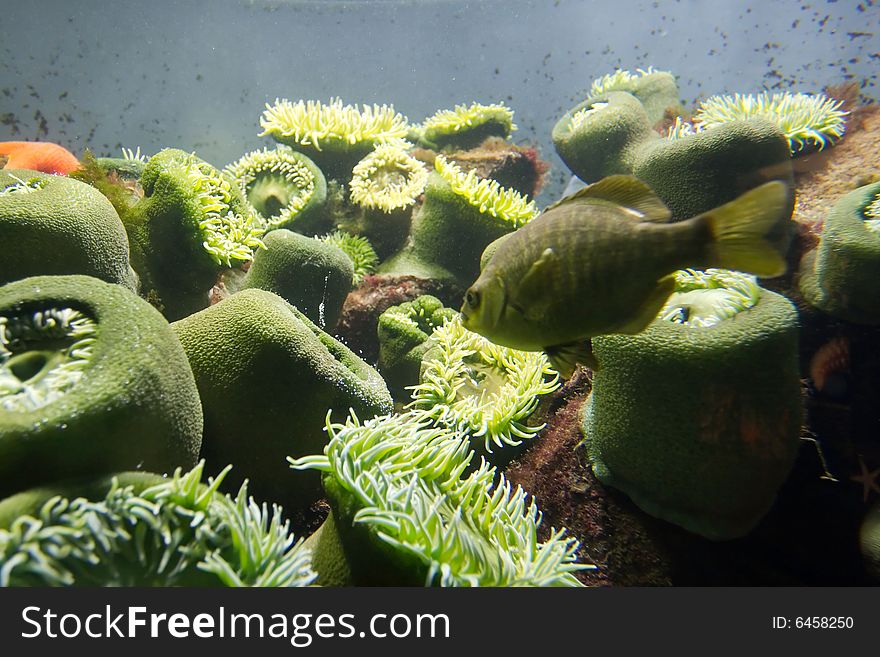 Underwater view of an aquarium. Underwater view of an aquarium.