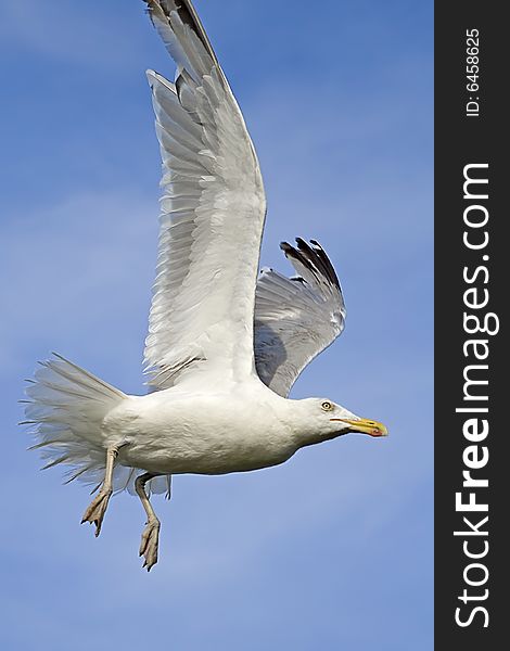 Seagull flying through the air with wings spread out. Seagull flying through the air with wings spread out.