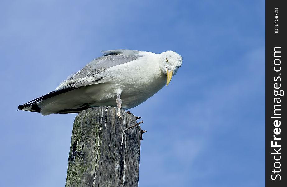 Seagull resting on a wooden pillar in the ocean. Seagull resting on a wooden pillar in the ocean.