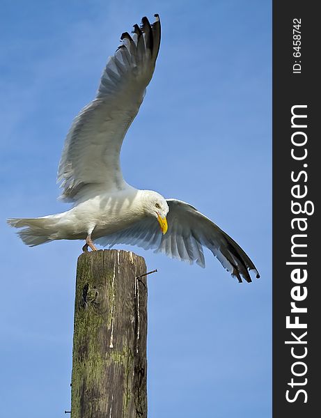 Seagull in the process of landing on wooden pillar. Seagull in the process of landing on wooden pillar.
