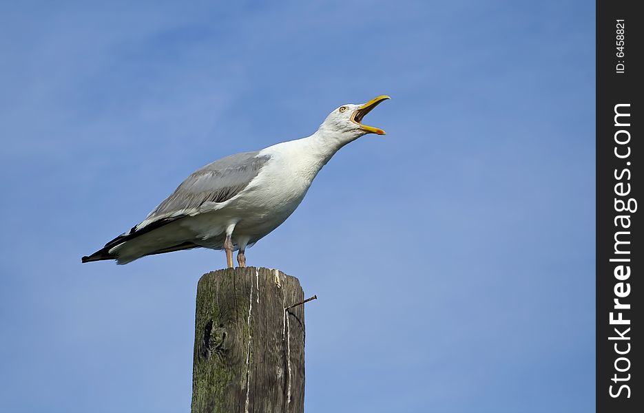 Seagull standing on wooden pillar, making a lot of noise. Seagull standing on wooden pillar, making a lot of noise.