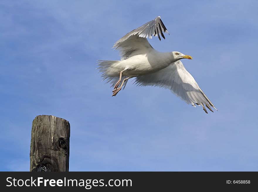 Seagull taking flight off of a wooden post. Seagull taking flight off of a wooden post.