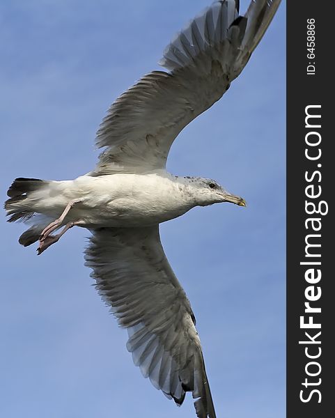 Under view of seagull flying. Under view of seagull flying.