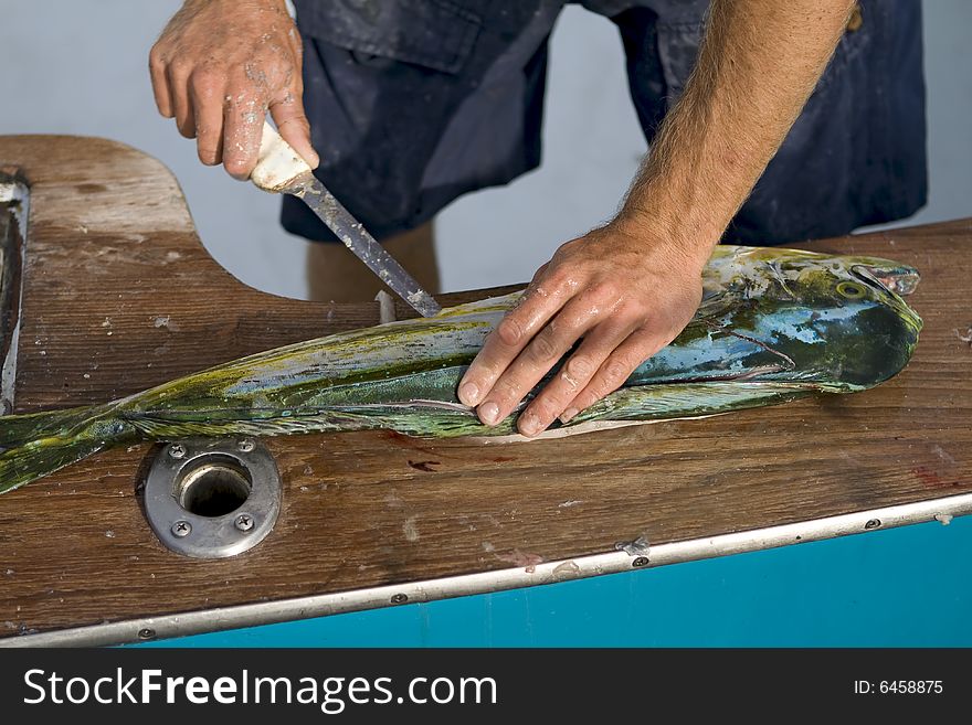 Man filleting a dolphin at the end of a long day of deap sea fishing. Man filleting a dolphin at the end of a long day of deap sea fishing.