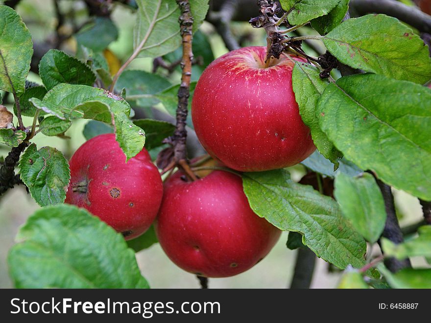 Apples getting ready for being harvested. Czech Republic, September 2008. Apples getting ready for being harvested. Czech Republic, September 2008.