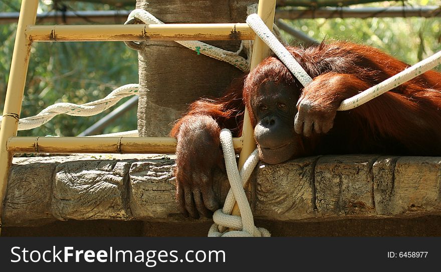 A Bornean Orangutan, Pongo pygmaeus pygmaeus, Seems to Contemplate Life at the Zoo