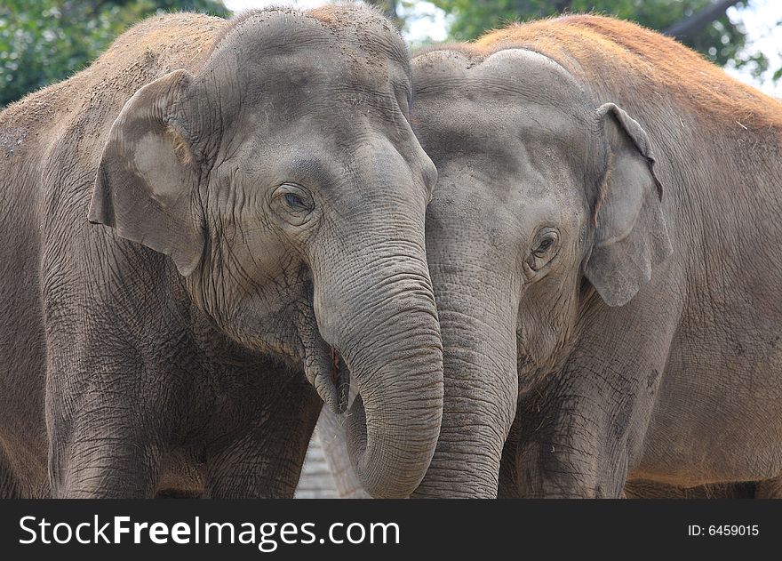 A pair of mature Asian elephants hugging and showing affection for one another. A pair of mature Asian elephants hugging and showing affection for one another.