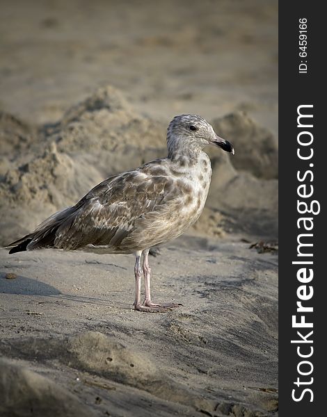 Seagull standing alone on the beach. Seagull standing alone on the beach.