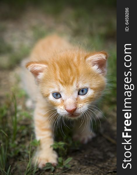 Kitten walking on the hunt, walking through the grass. Kitten walking on the hunt, walking through the grass.