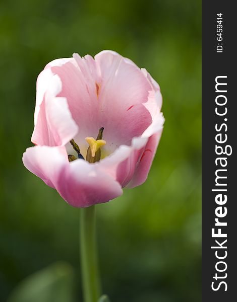 Cute pink tulip in spring day