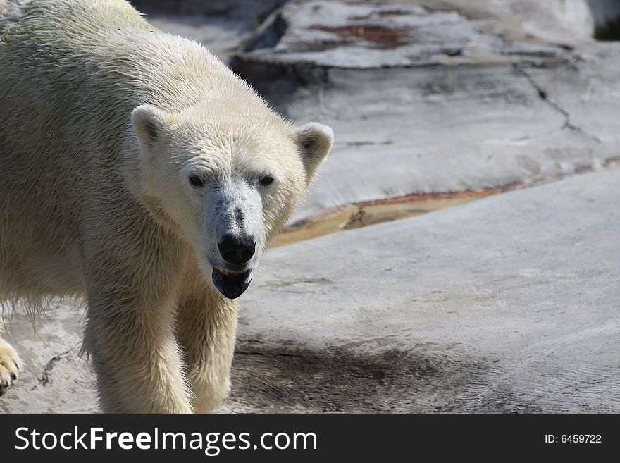 Close up of a wet, growling polar bear with room on the right side of the image for text.