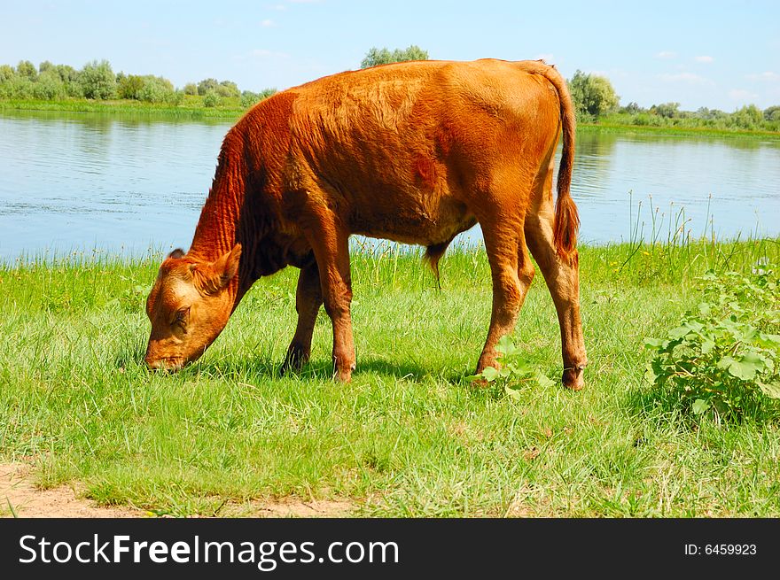 Calf pasturing near the lake