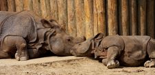 Rhinoceros Stock Photography