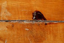 Free Wood Material Royalty Free Stock Images - 6460129