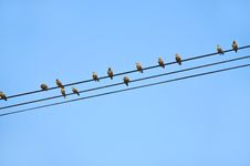 Birds Royalty Free Stock Photography Birds Royalty Free Stock Photography