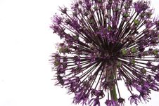 Allium Stock Images Allium Stock Images