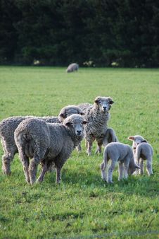 Family Of Sheeps Royalty Free Stock Photos Family Of Sheeps Royalty Free Stock Photos
